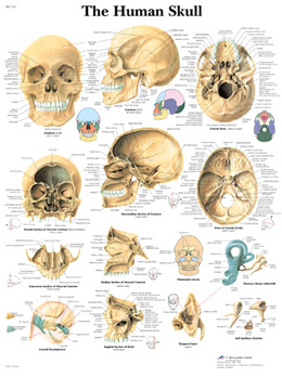human jaw anatomy