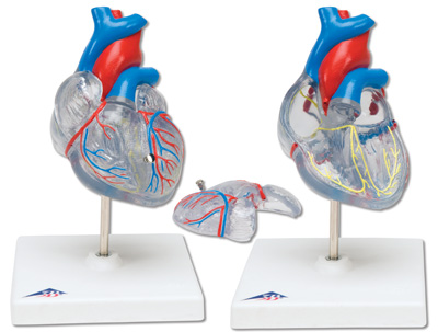 conducting system of heart. Classic Heart with Conducting