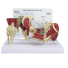 Mini Muscled Joint Set