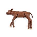 Red Angus Dystocia Calf Model