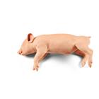 Non-Penetrating Medium Piglet 6kg