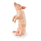 Piglet Restraint Jugular Blood Draw