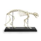 Feline Skeleton with Stand