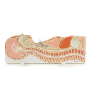 MW5  Tube Feeding Routes Model