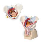 Anatomy Set Male & Female Pelvis Luxury