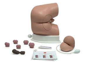 Male Rectal Examination Trainer - Advanced