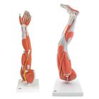 Anatomy Set Muscled Limbs
