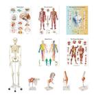 Anatomy Set Physio - Clinic