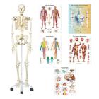 Anatomy Set Physio - Students