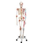 Super Skeleton Model - Sam