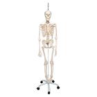 Functional & Physiological Human Skeleton Model Frank on Hanging Stand