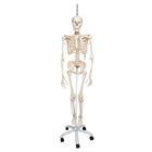 Physiological Human Skeleton Model Phil on Hanging Stand