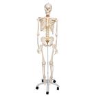 Flexible Human Skeleton Model Fred