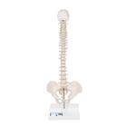 Mini Human Spinal Column Model, Flexible Mounted, on Removable Base