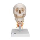 Human Skull Model on Cervical Spine, 4 part