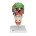 Didactic Human Skull Model on Cervical Spine, 4 part