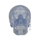 Transparent Classic Human Skull Model, 3 part