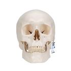Classic Human Skull Model, 3 part