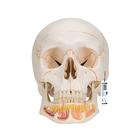 Classic Human Skull Model with Opened Lower Jaw, 3 part