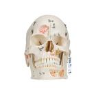 Deluxe Human Demonstration Dental Skull Model, 10 part