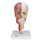 BONElike Human Skull Model, Half Transparent & Half Bony, Complete with Brain & Vertebrae