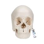 Beauchene Adult Human Skull Model, Bone Colored Version, 22 part
