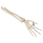 Human Hand Skeleton Model with Ulna & Radius, Elastic Mounted String