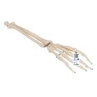 Human Hand Skeleton Model with Ulna & Radius, Wire Mounted