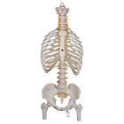 Classic Flexible Human Spine Model with Ribs & Femur Heads