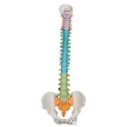 Didactic Flexible Human Spine Model