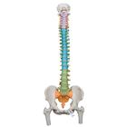 Didactic Flexible Human Spine Model with Femur Heads