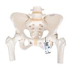 Human Pelvis Skeleton Model, Female with Movable Femur Heads