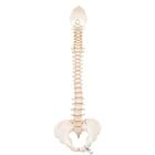 BONElike Human Vertebral Column Model