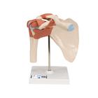 Deluxe Functional Human Shoulder Joint, Physiological Movable