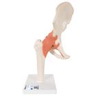 Functional Human Hip Joint Model with Ligaments & Marked Cartilage