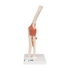 Functional Human Elbow Joint Model with Ligaments & Marked Cartilage