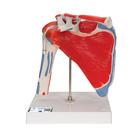 Human Shoulder Joint Model with Rotator Cuff & 4 Removable Muscles, 5 part