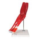 Human Elbow Joint Model with Removable Muscles, 8 parts