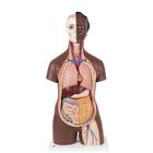 Classic Unisex Human Torso Model, 12 part, dark skin