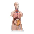 Classic Unisex Human Torso Model, 12 part