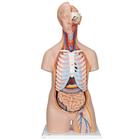 Classic Unisex Human Torso Model, 16 part