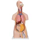 Classic Unisex Human Torso Model, 14 part