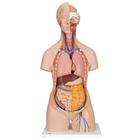 Classic Unisex Human Torso Model with Opened Neck and Back, 18 part