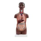 Mini Human Torso Model, 12 part, dark skin