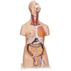 Deluxe Dual Sex Human Torso Model, 24 part