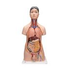Deluxe Asian Dual Sex Human Torso Model, 18 part