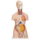 Deluxe Dual Sex Human Torso Model, 20 part