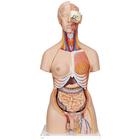 Deluxe Dual Sex Human Torso Model with Opened Back, 28 part
