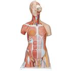 Deluxe Dual Sex Human Muscle Torso Model, 31 part I