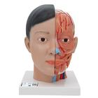Asian Deluxe Head Model with Neck, 4 part